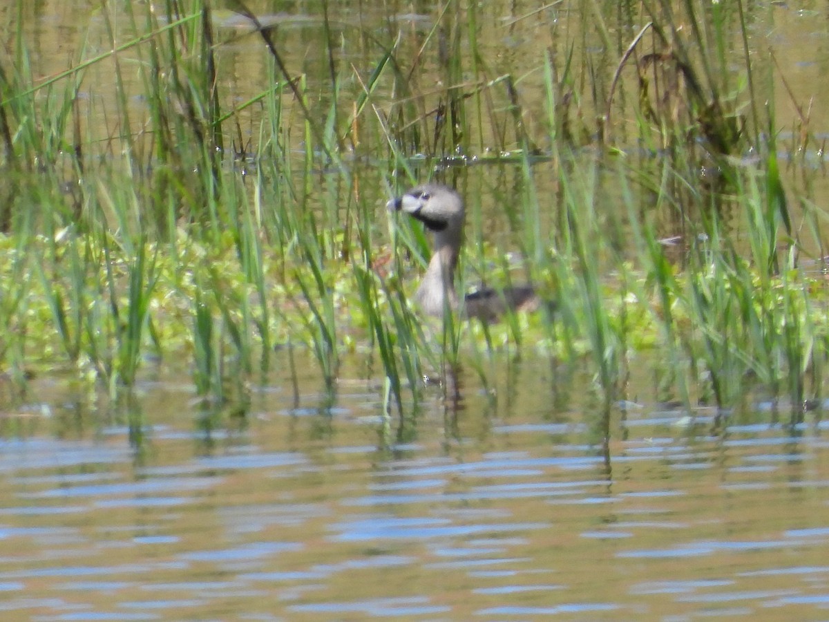 Pied-billed Grebe - ML618042040