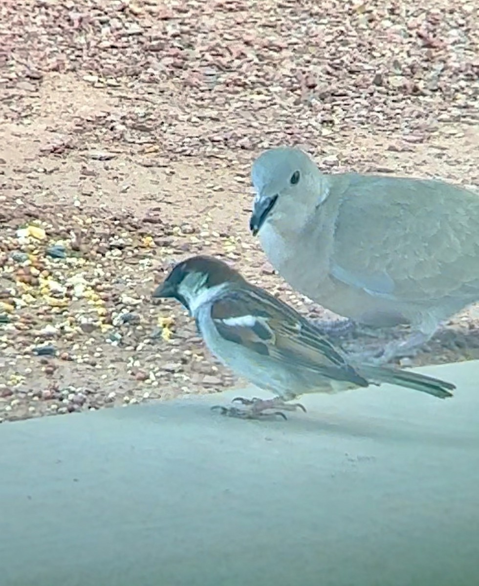 House Sparrow - ML618042052