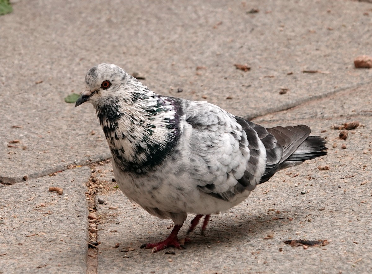 Rock Pigeon - ML618042053