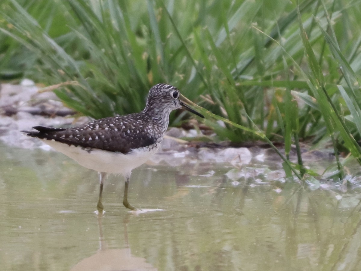 Solitary Sandpiper - ML618042056