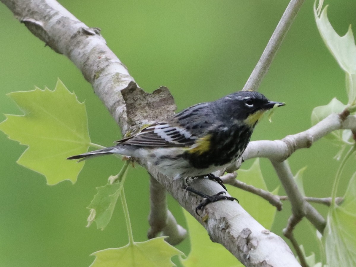 Yellow-rumped Warbler - Eric Bosch