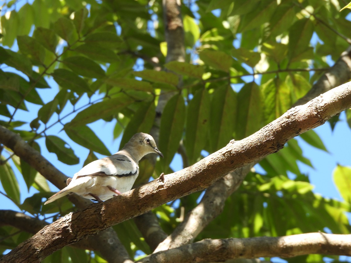 Picui Ground Dove - Iza Alencar