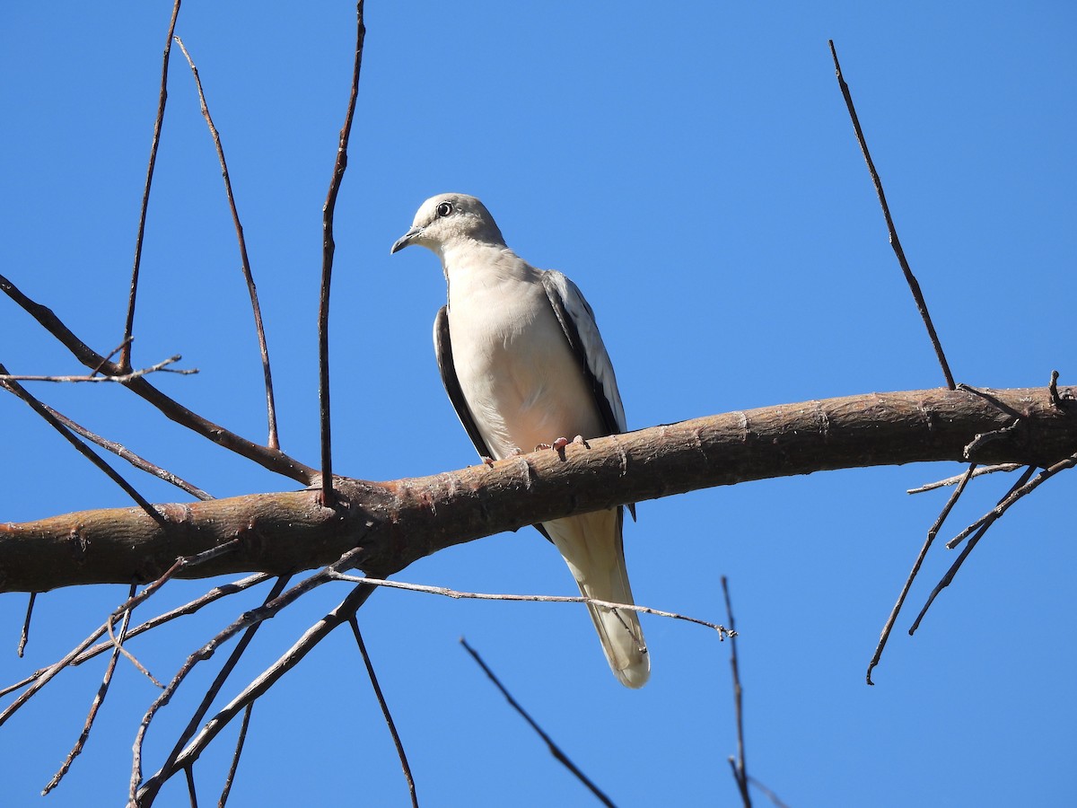 Picui Ground Dove - Iza Alencar