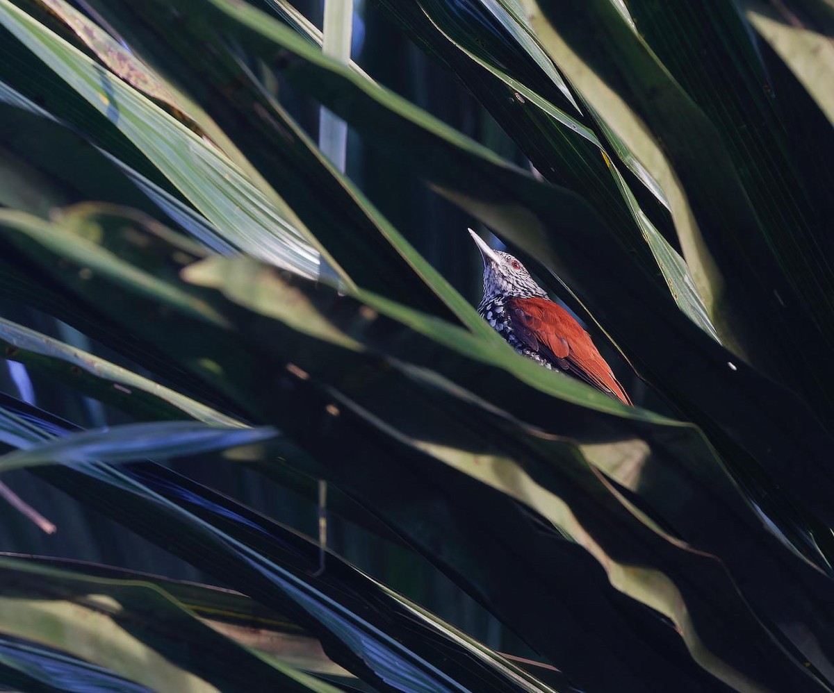 Point-tailed Palmcreeper - ML618042091