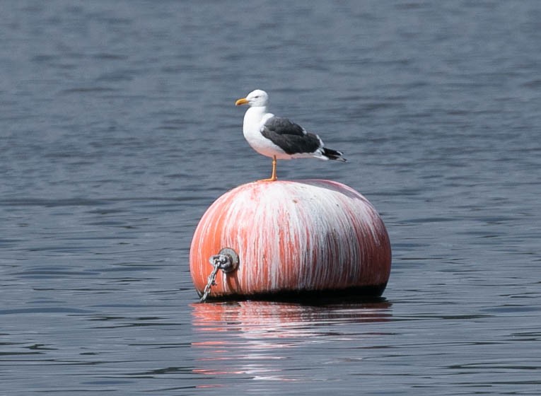 Yellow-footed Gull - Larry Schmahl