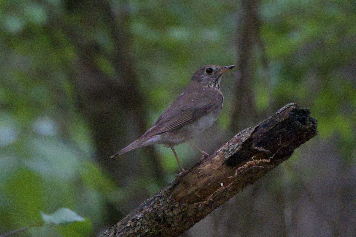 Gray-cheeked Thrush - ML618042113