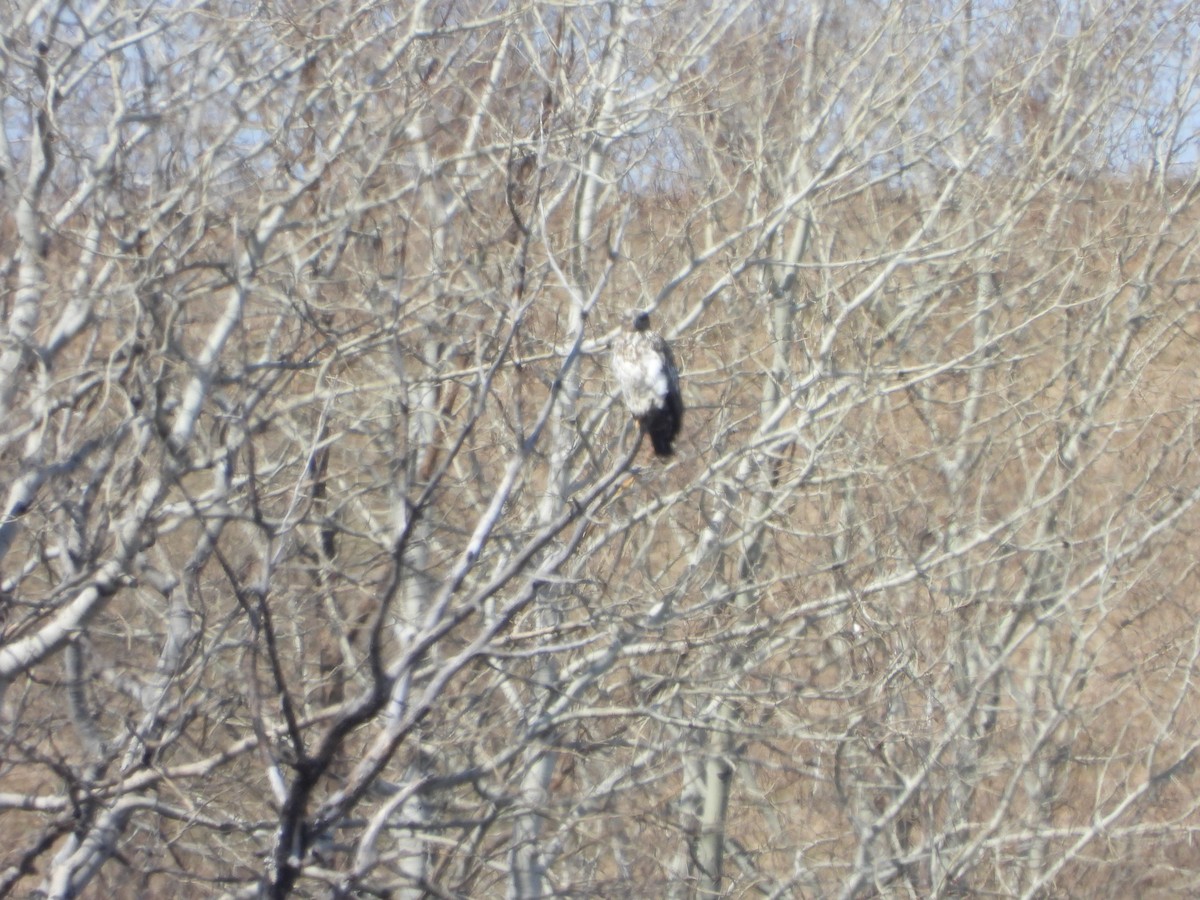 Bald Eagle - ML618042125