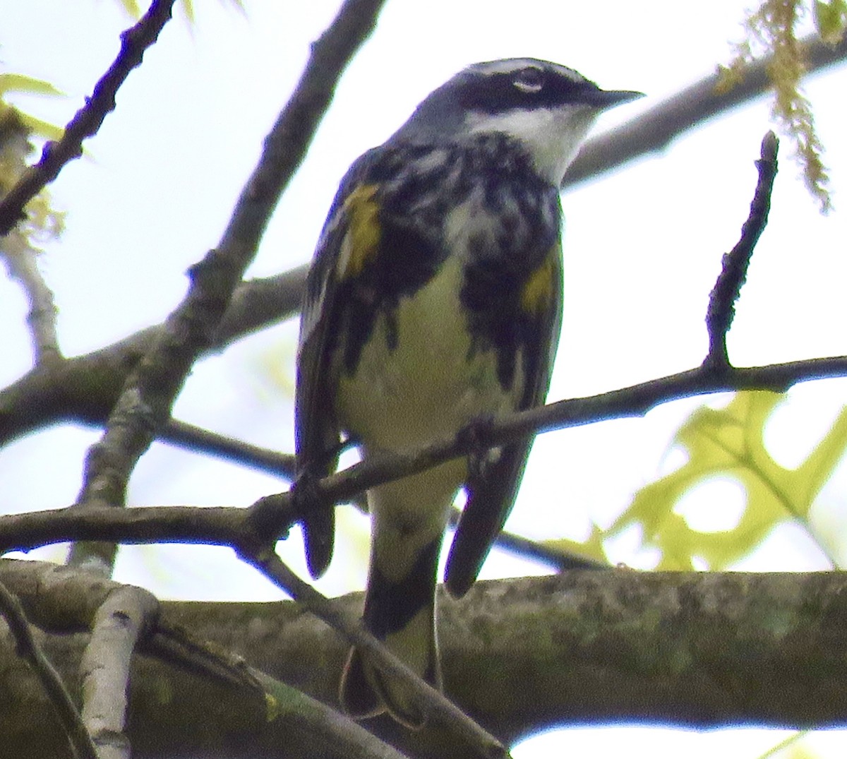 Yellow-rumped Warbler - Leslie Ferree