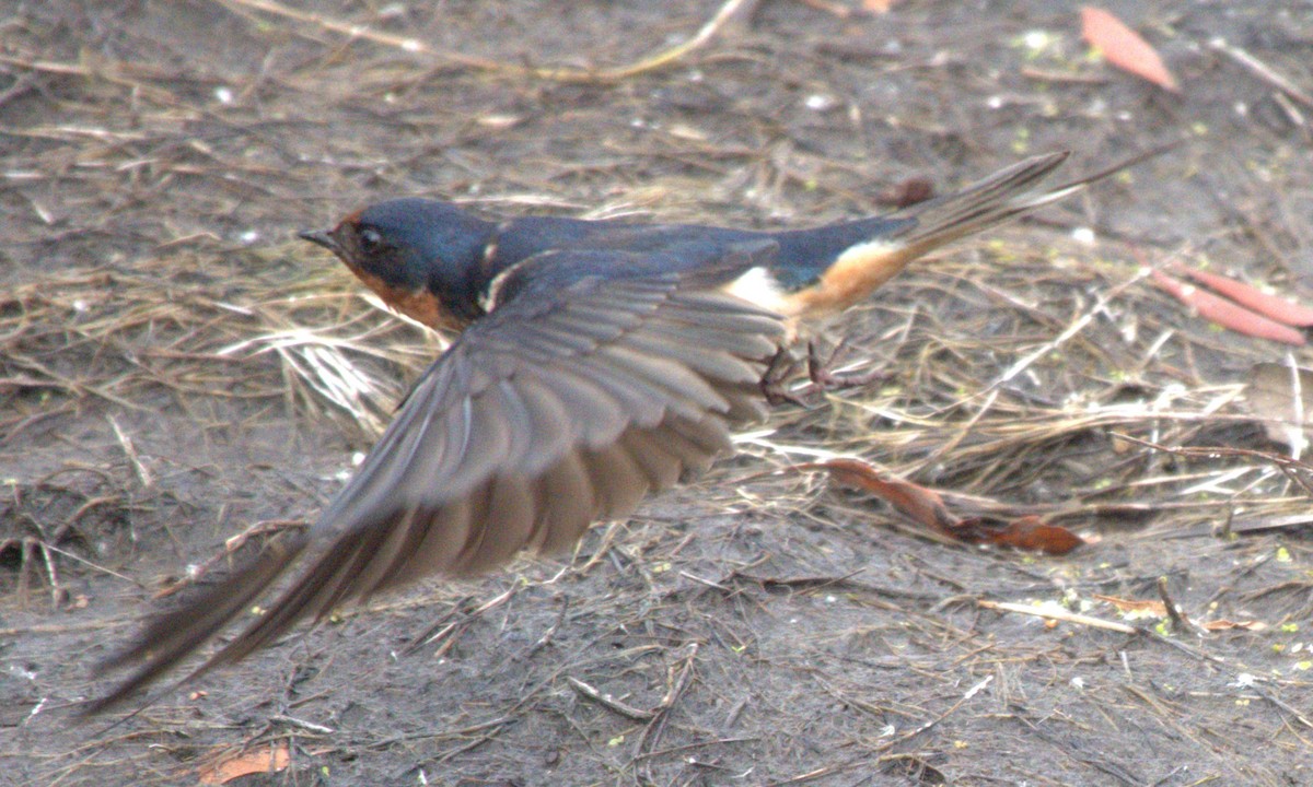 Barn Swallow - Mary Alice HAYWARD