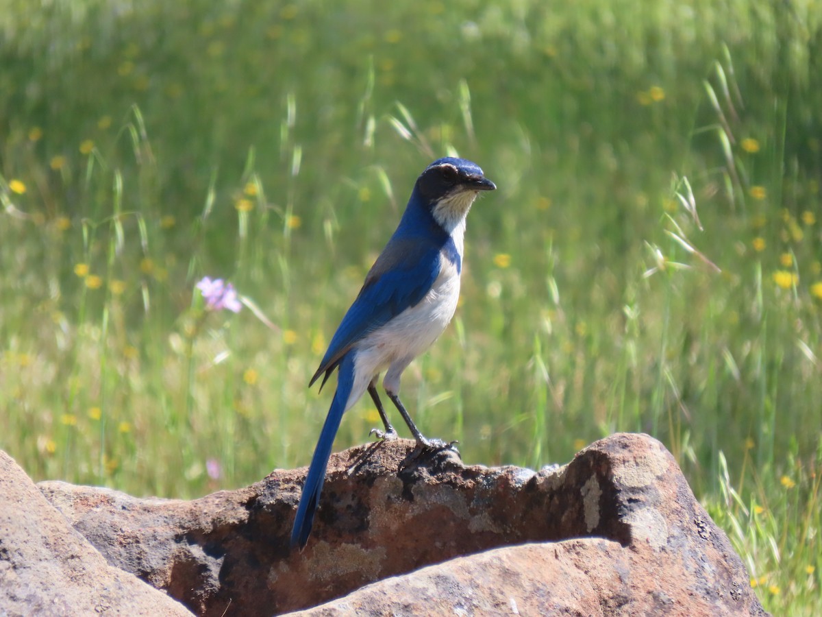 California Scrub-Jay - ML618042178