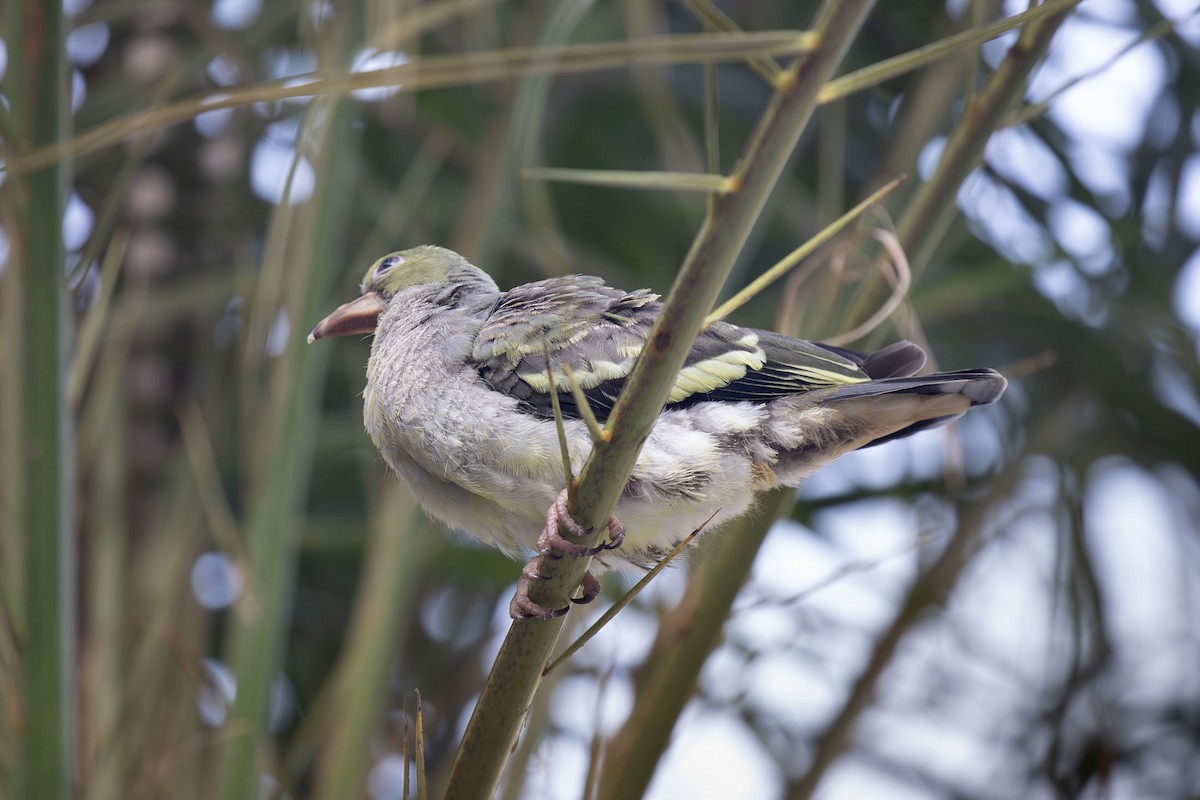 Pink-necked Green-Pigeon - Kristof Zyskowski