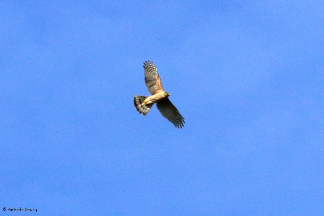 Cooper's Hawk - ML61804221