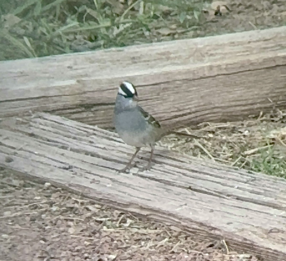 White-crowned Sparrow - Joshua Drake