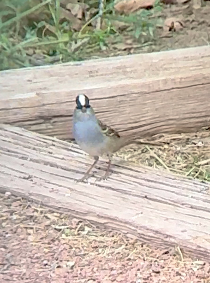 White-crowned Sparrow - Joshua Drake