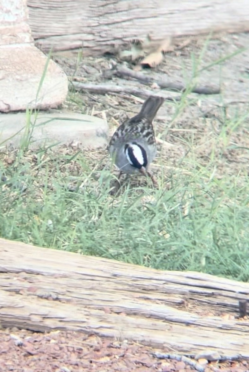 Bruant à couronne blanche - ML618042223