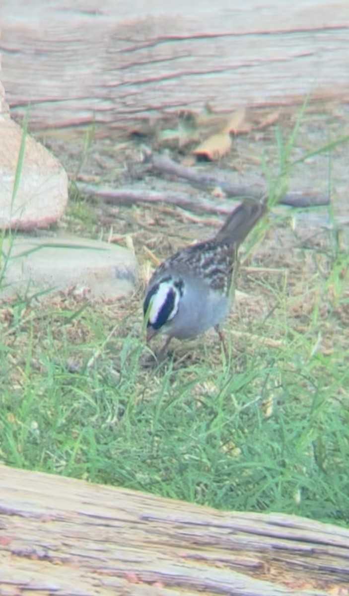 White-crowned Sparrow - Joshua Drake