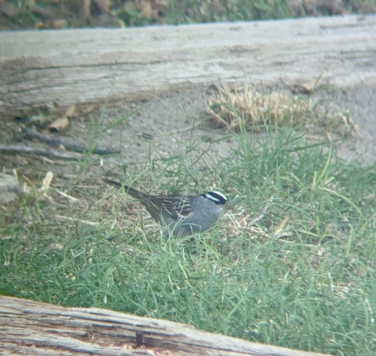 White-crowned Sparrow - Joshua Drake