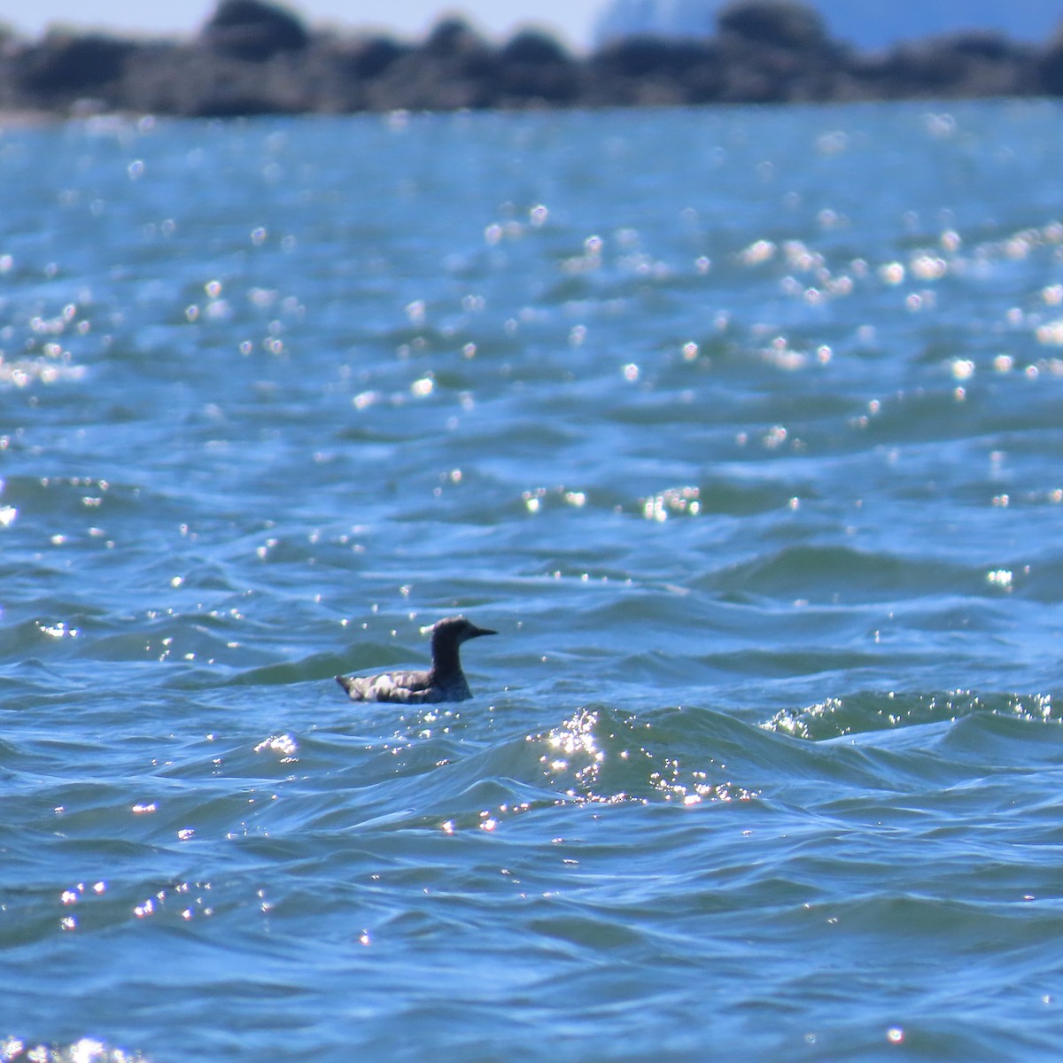 Black Guillemot - ML618042277