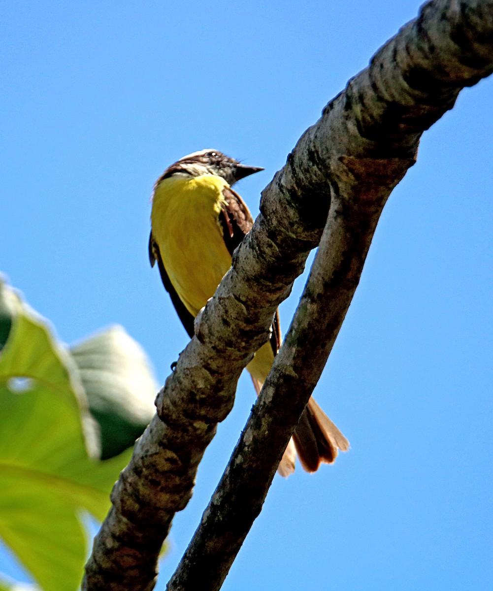 Great Kiskadee - ML618042282