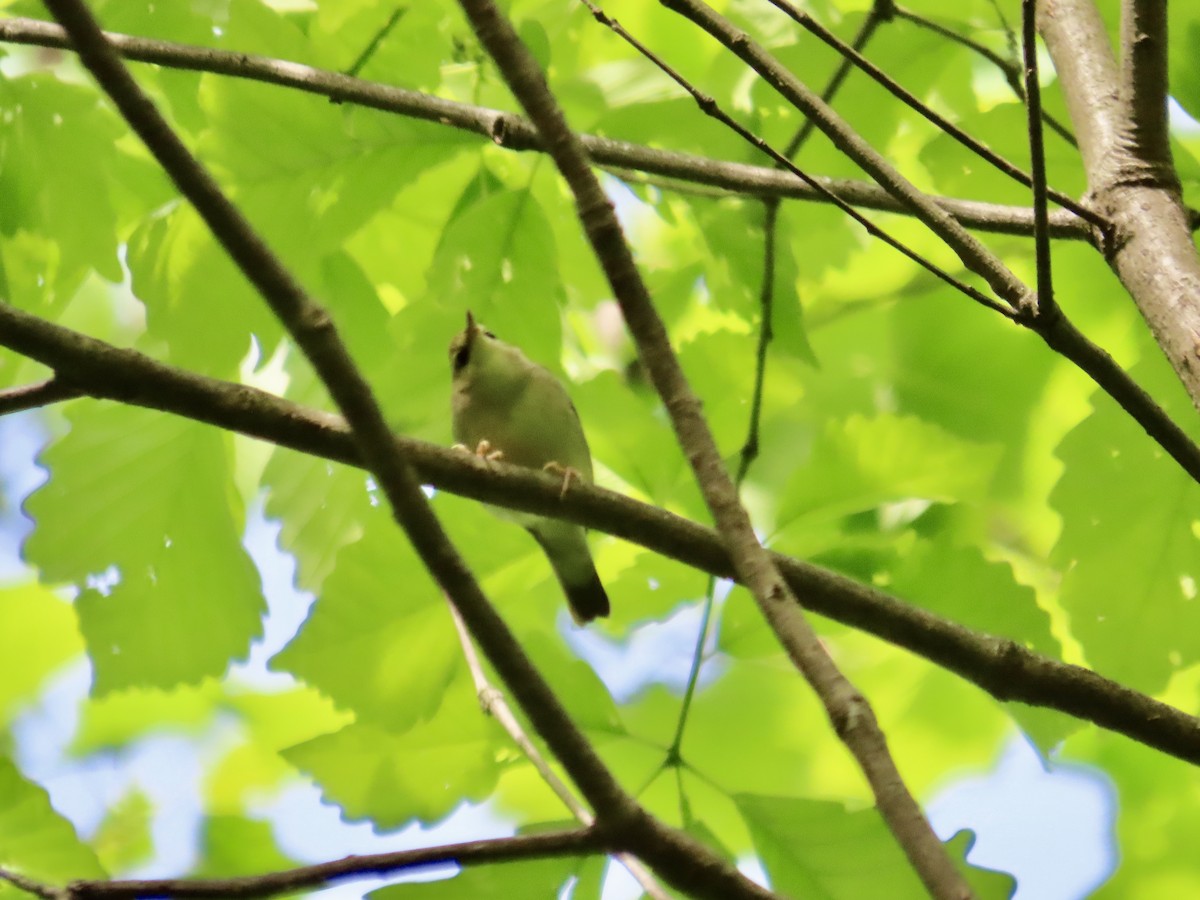 Swainson's Warbler - ML618042310