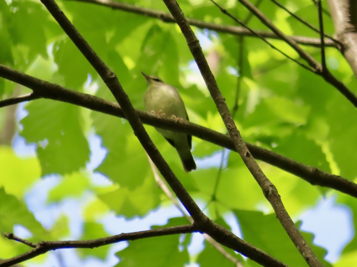 Swainson's Warbler - ML618042311