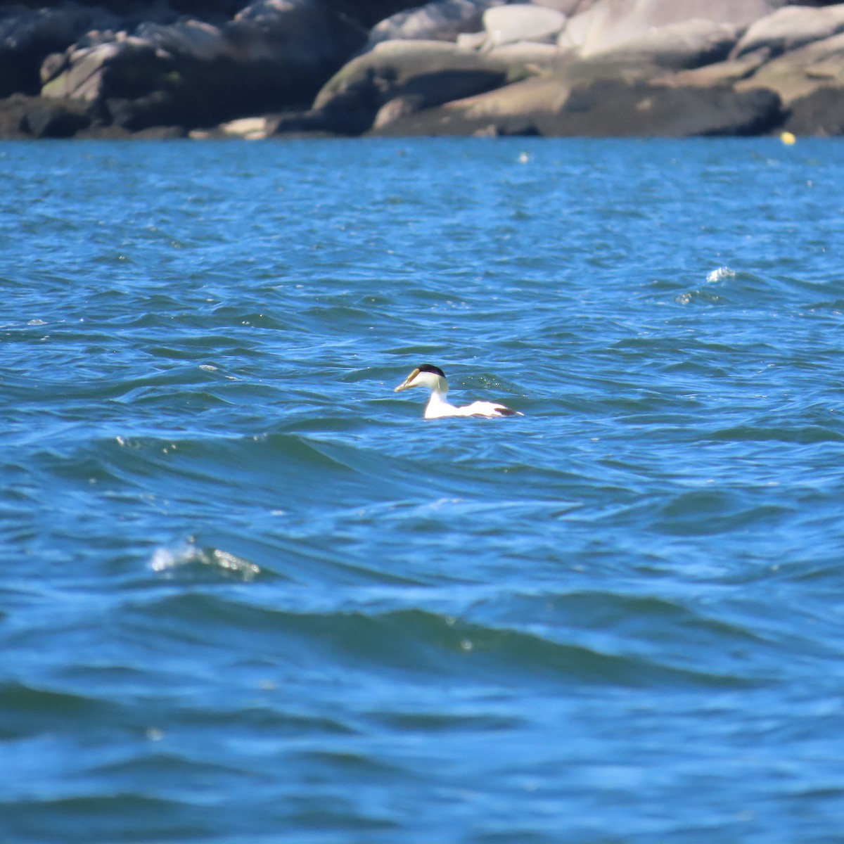 Common Eider - ML618042316