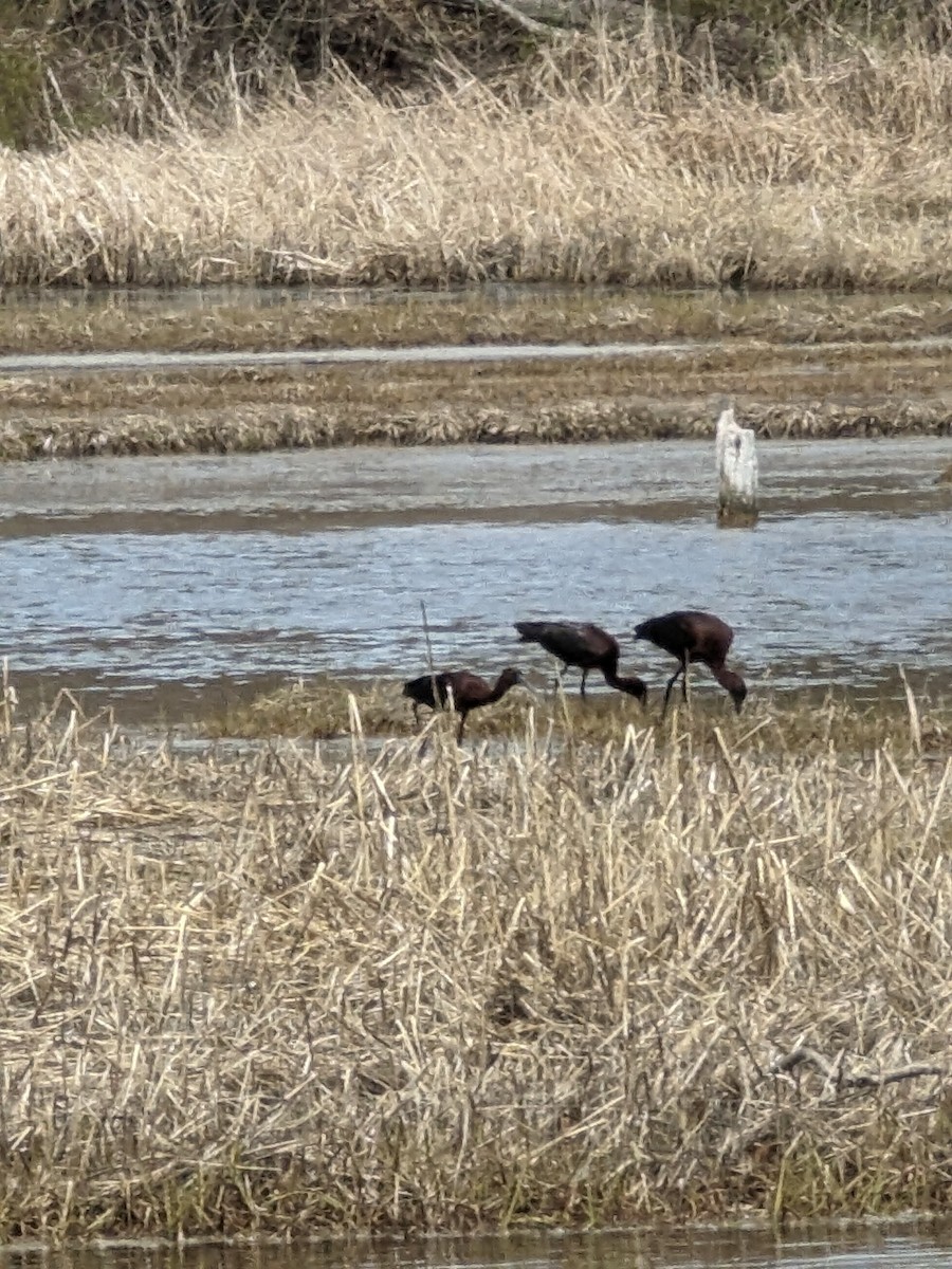 Glossy Ibis - ML618042319