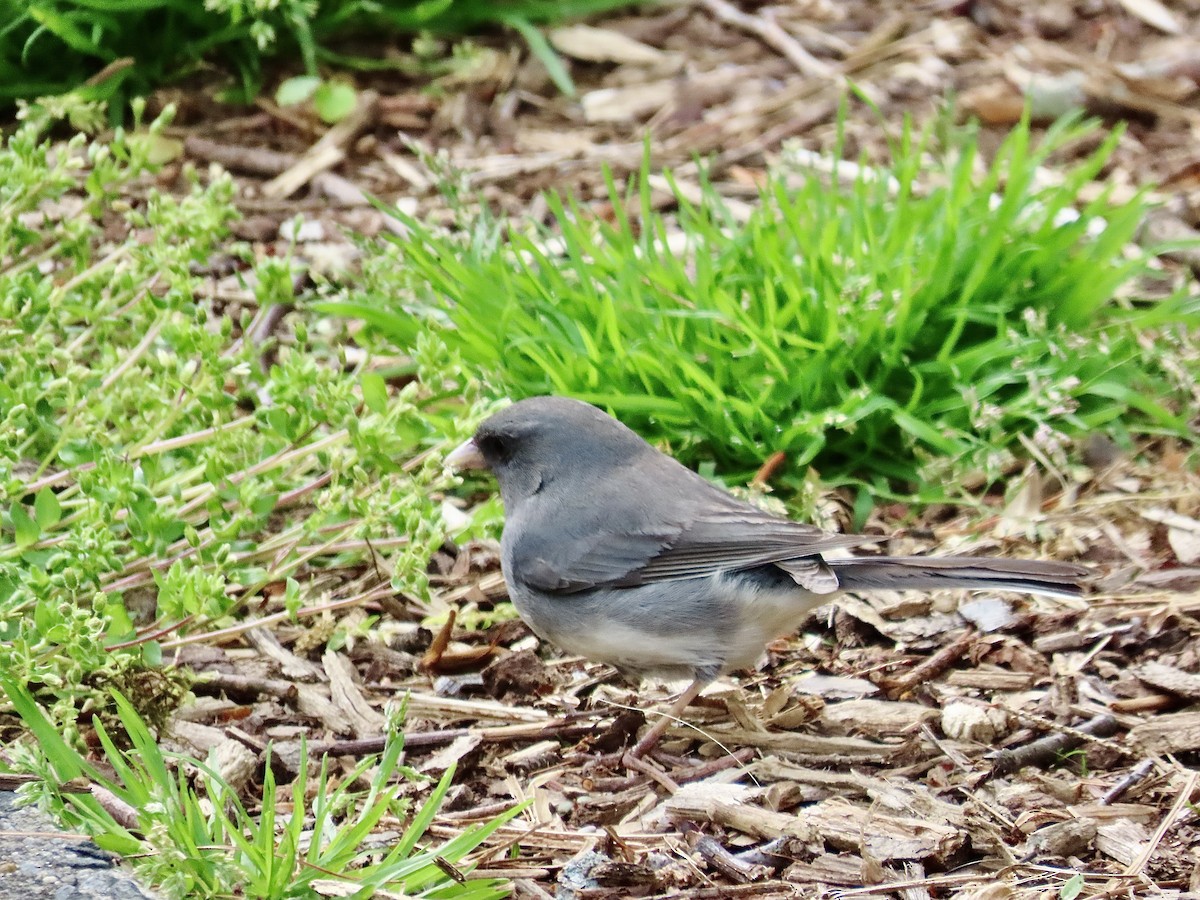 Dark-eyed Junco - ML618042337