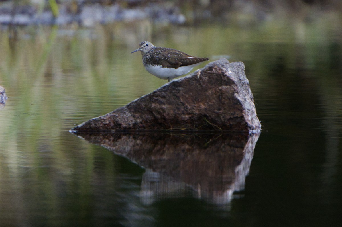 Green Sandpiper - Michael Matschiner