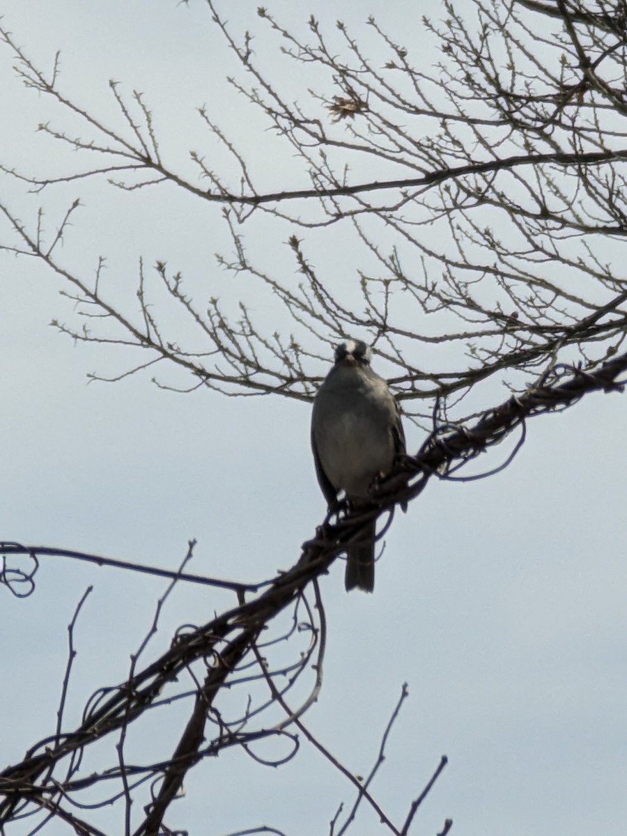 White-crowned Sparrow - ML618042346