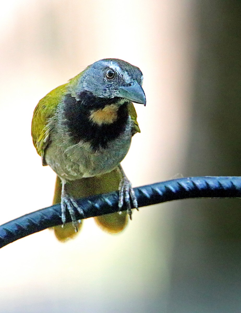 Buff-throated Saltator - Charlie Doggett