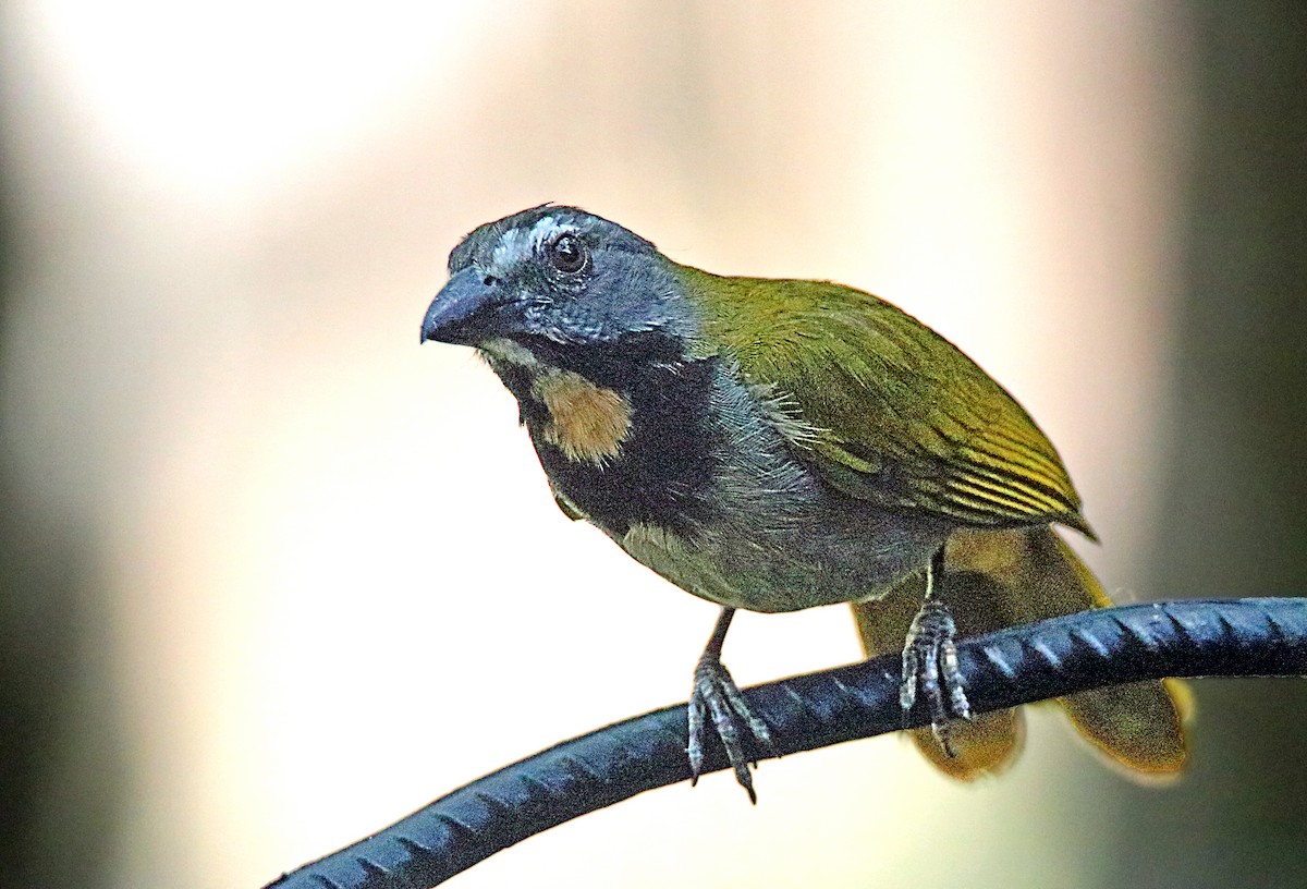 Buff-throated Saltator - Charlie Doggett