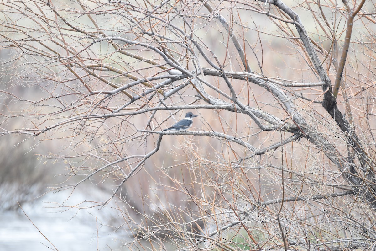 Belted Kingfisher - ML618042399