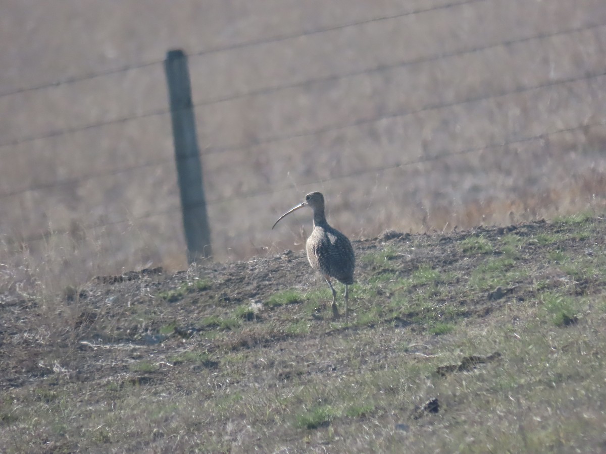 Long-billed Curlew - Erik Van Den Kieboom