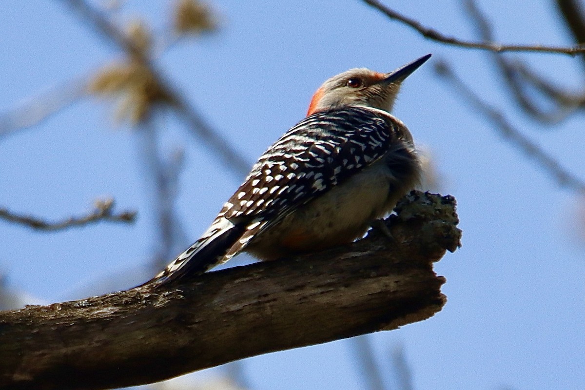 Red-bellied Woodpecker - Francis Porter