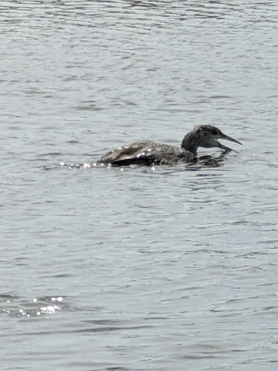 Common Loon - ML618042443