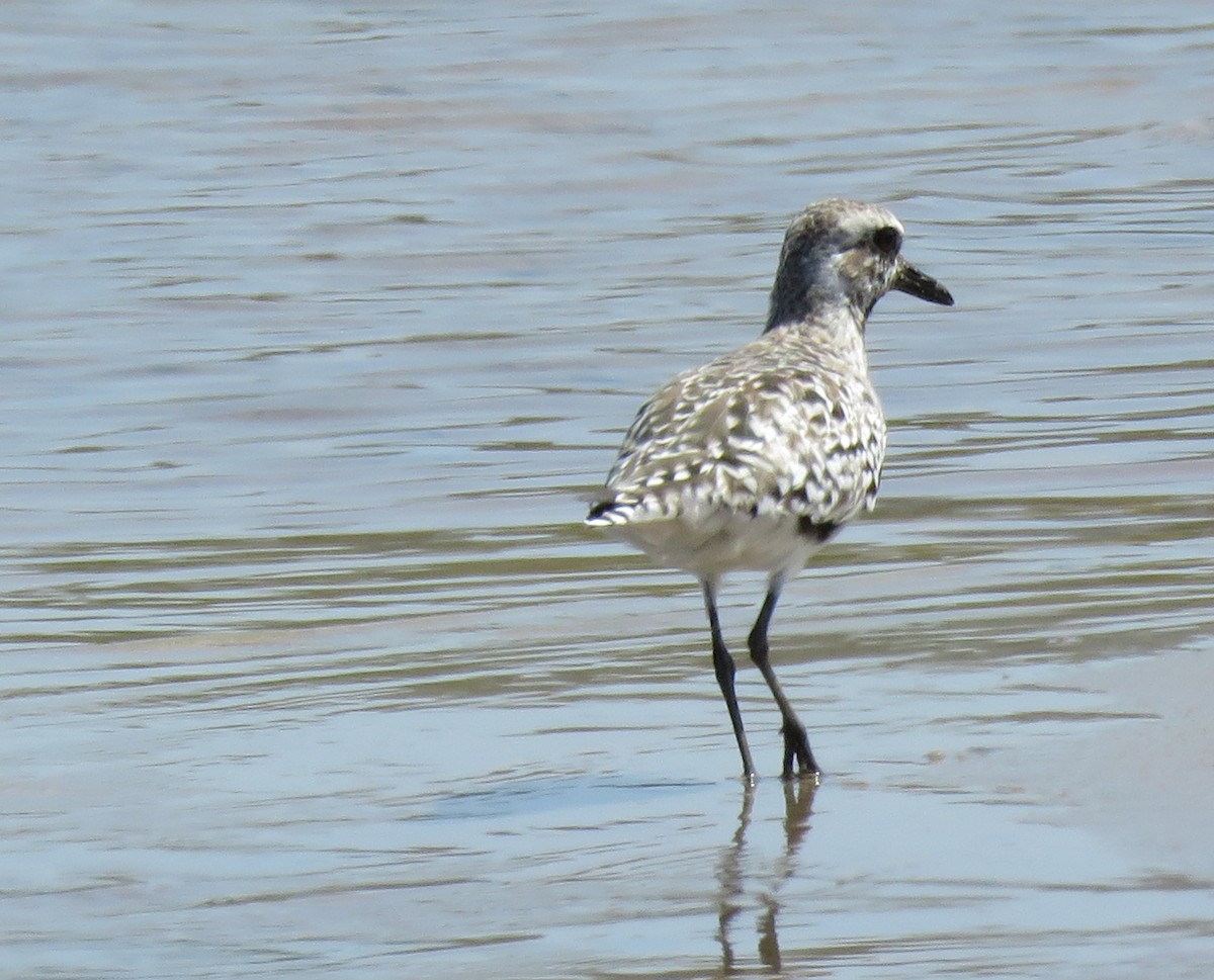 Black-bellied Plover - ML618042476