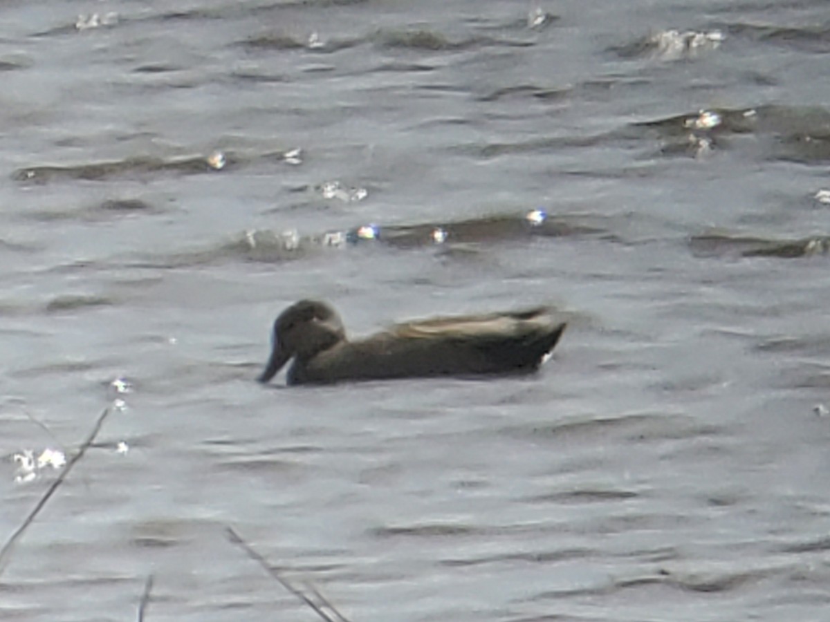 Gadwall - Paul Vanderhoof