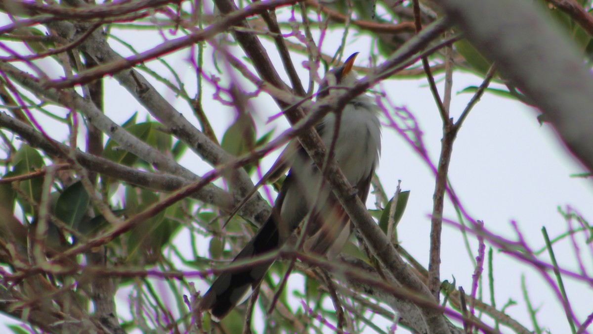 Yellow-billed Cuckoo - ML618042499