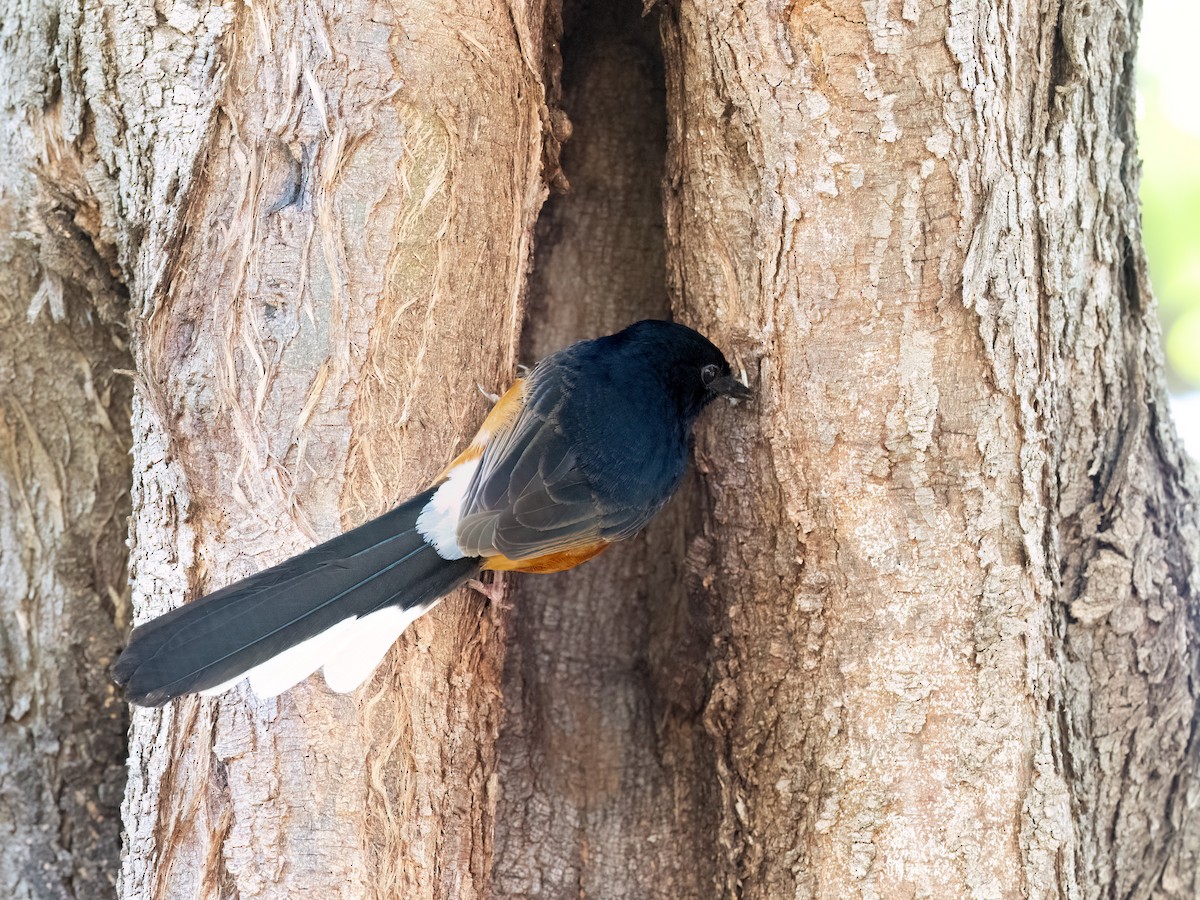 White-rumped Shama - ML618042504