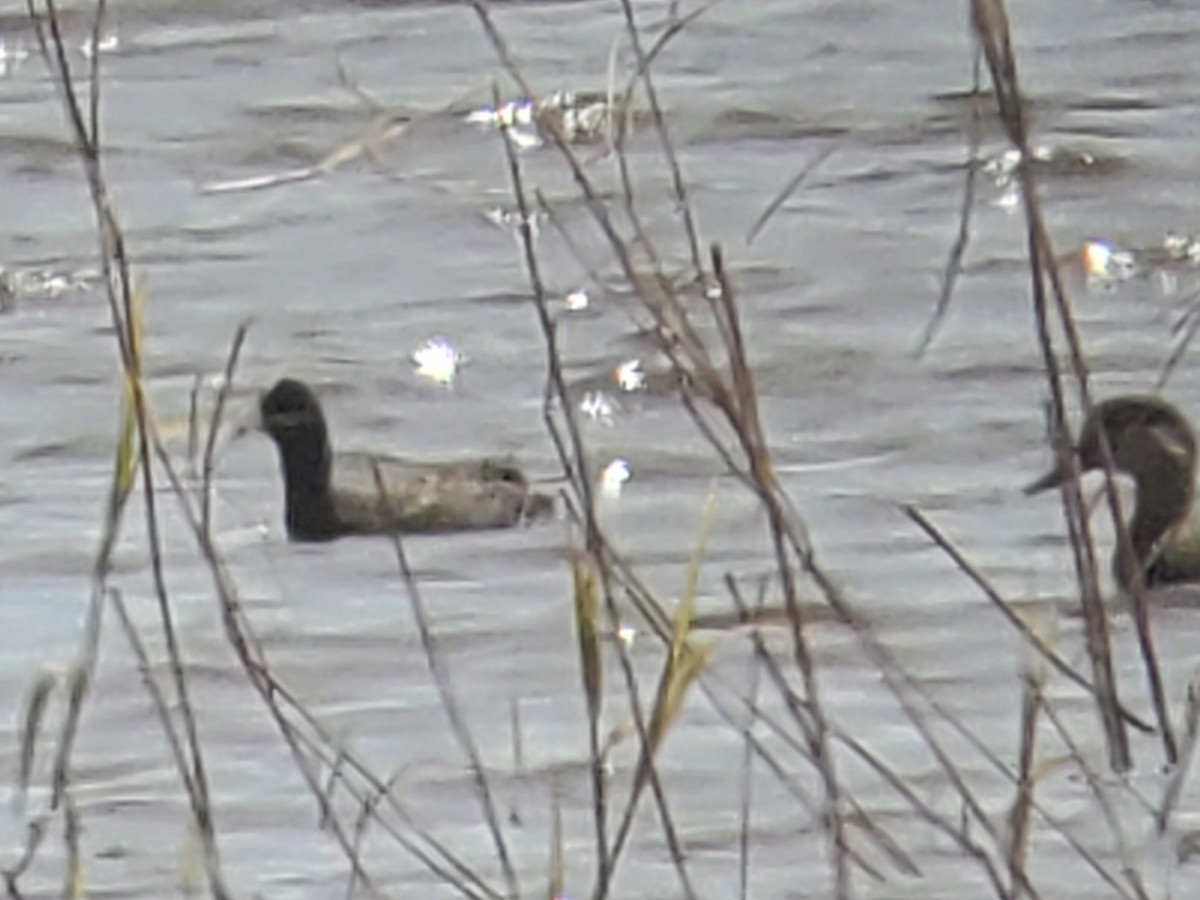 American Coot - ML618042520