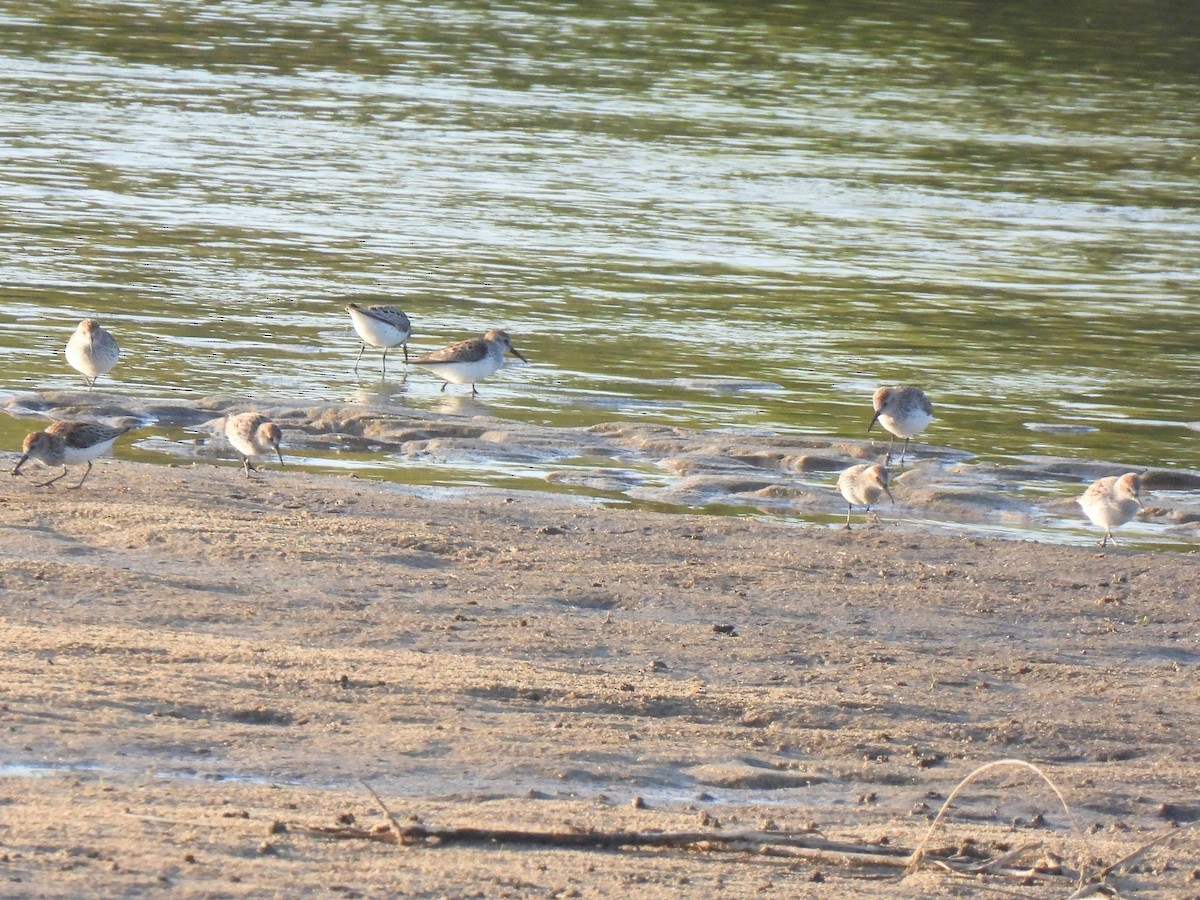 Western Sandpiper - ML618042530