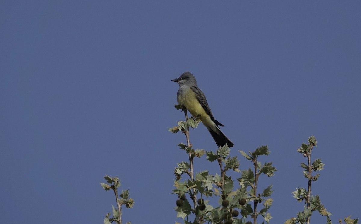 Western Kingbird - ML618042541