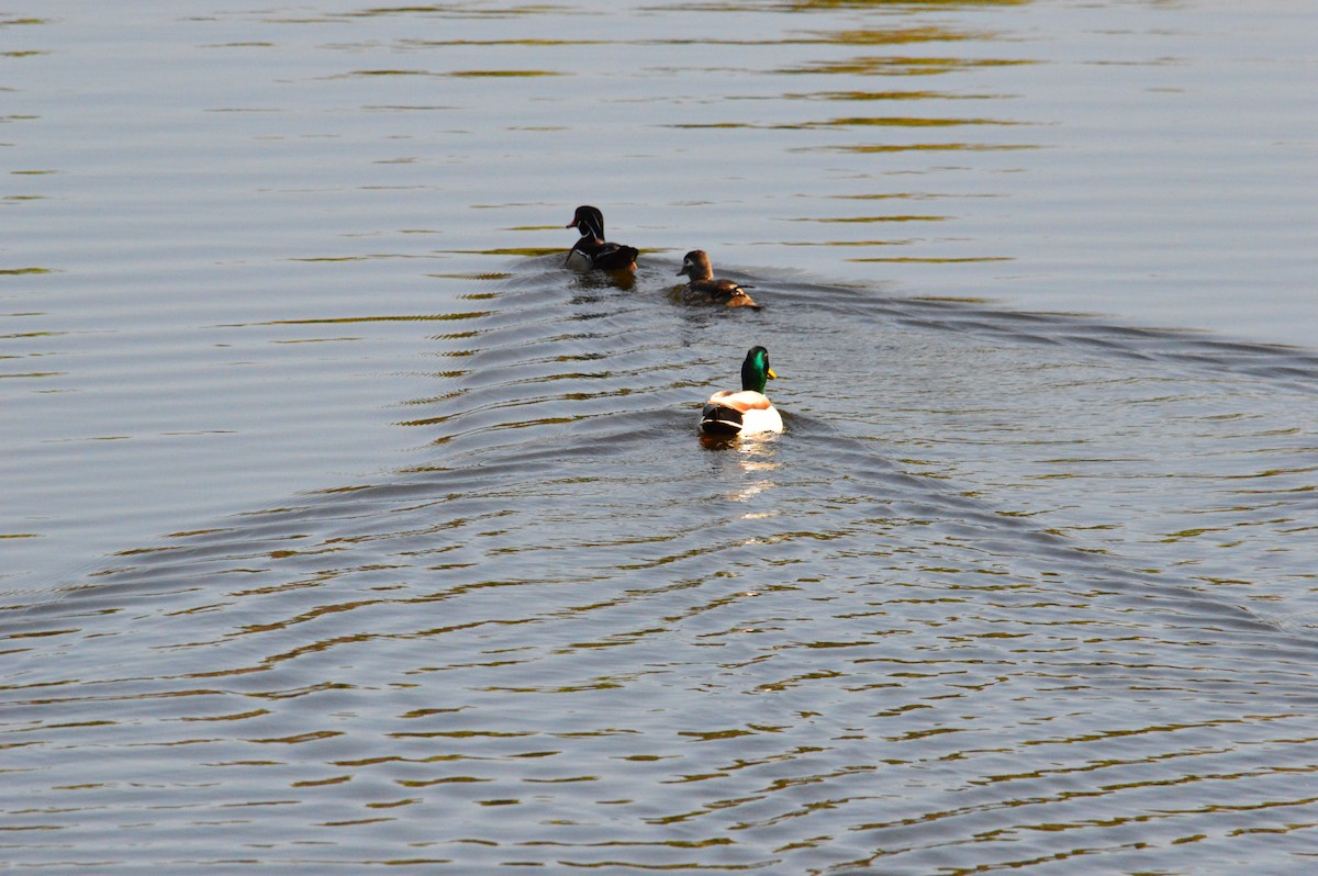 Wood Duck - ML618042579