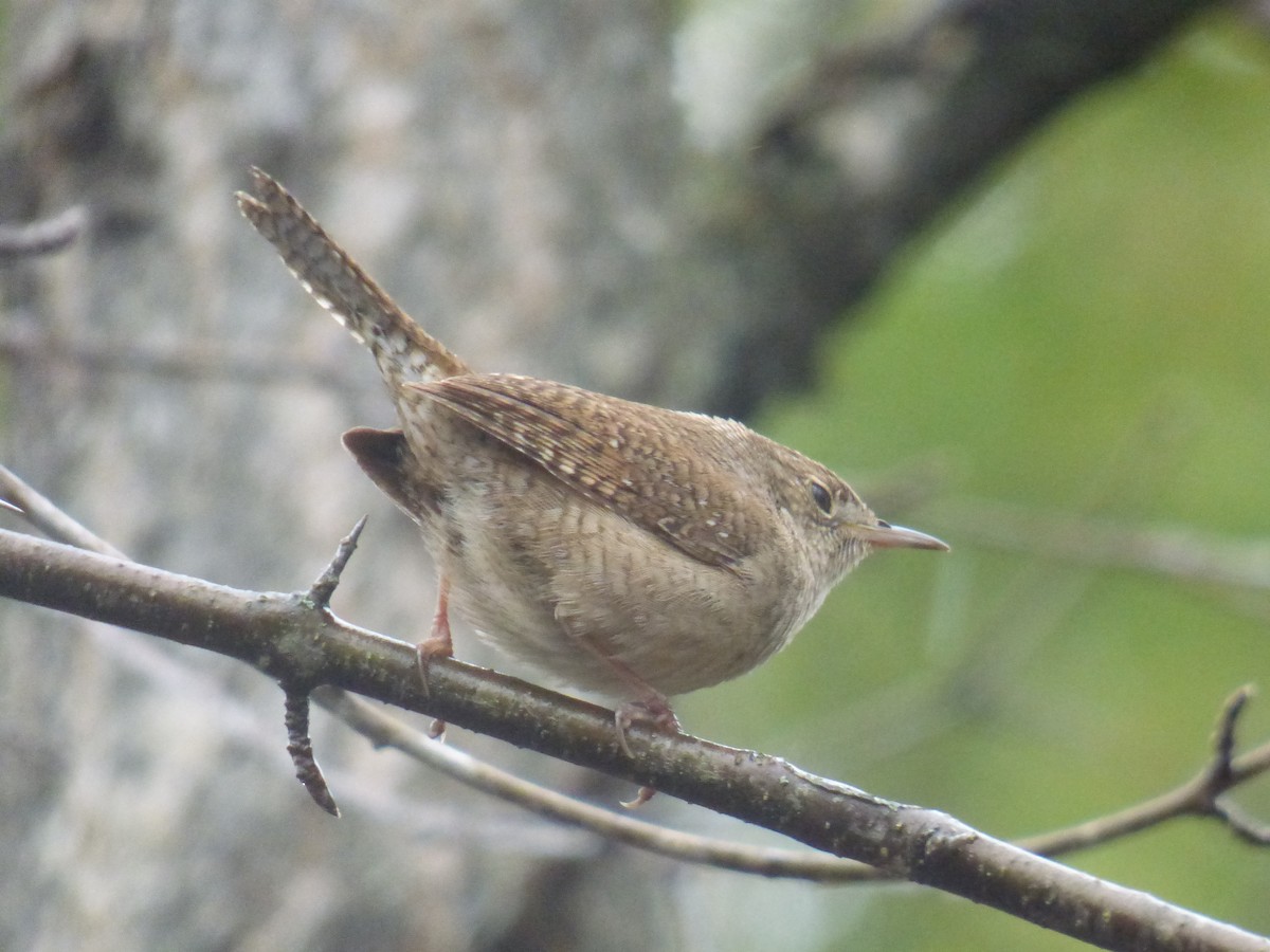 House Wren - ML618042598