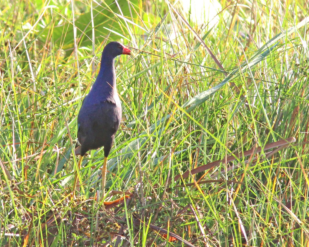 Purple Gallinule - ML618042603