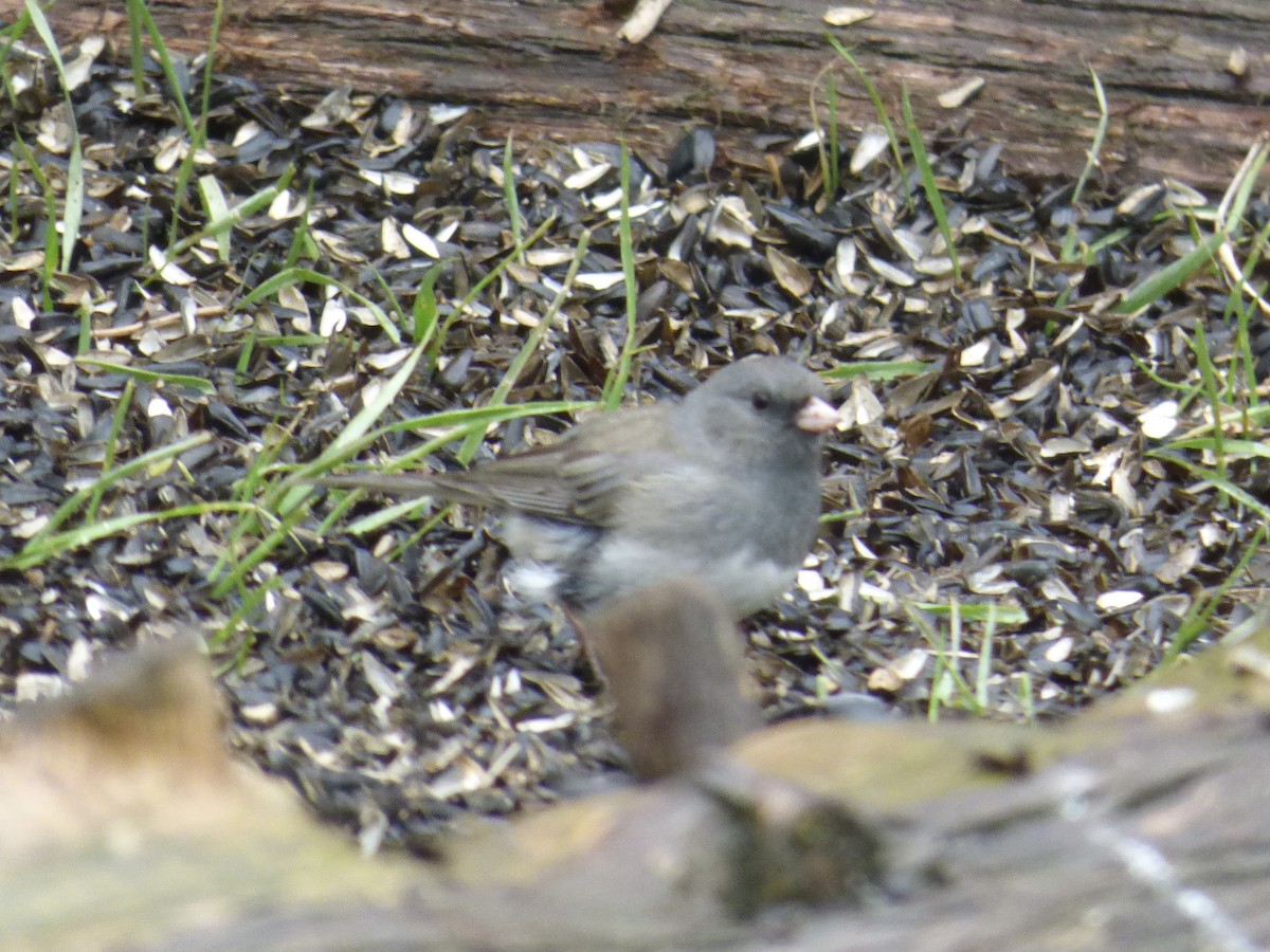 Dark-eyed Junco (Slate-colored) - ML618042608