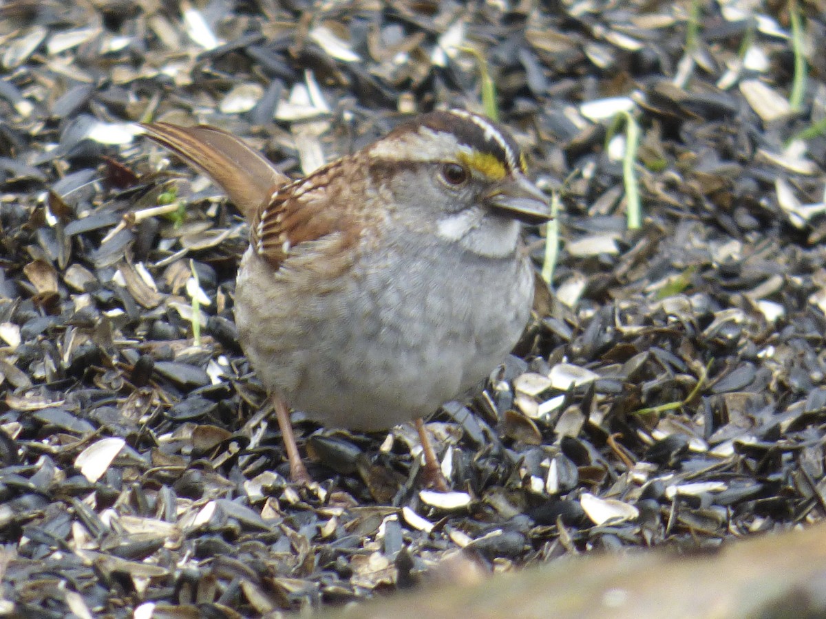 White-throated Sparrow - ML618042619