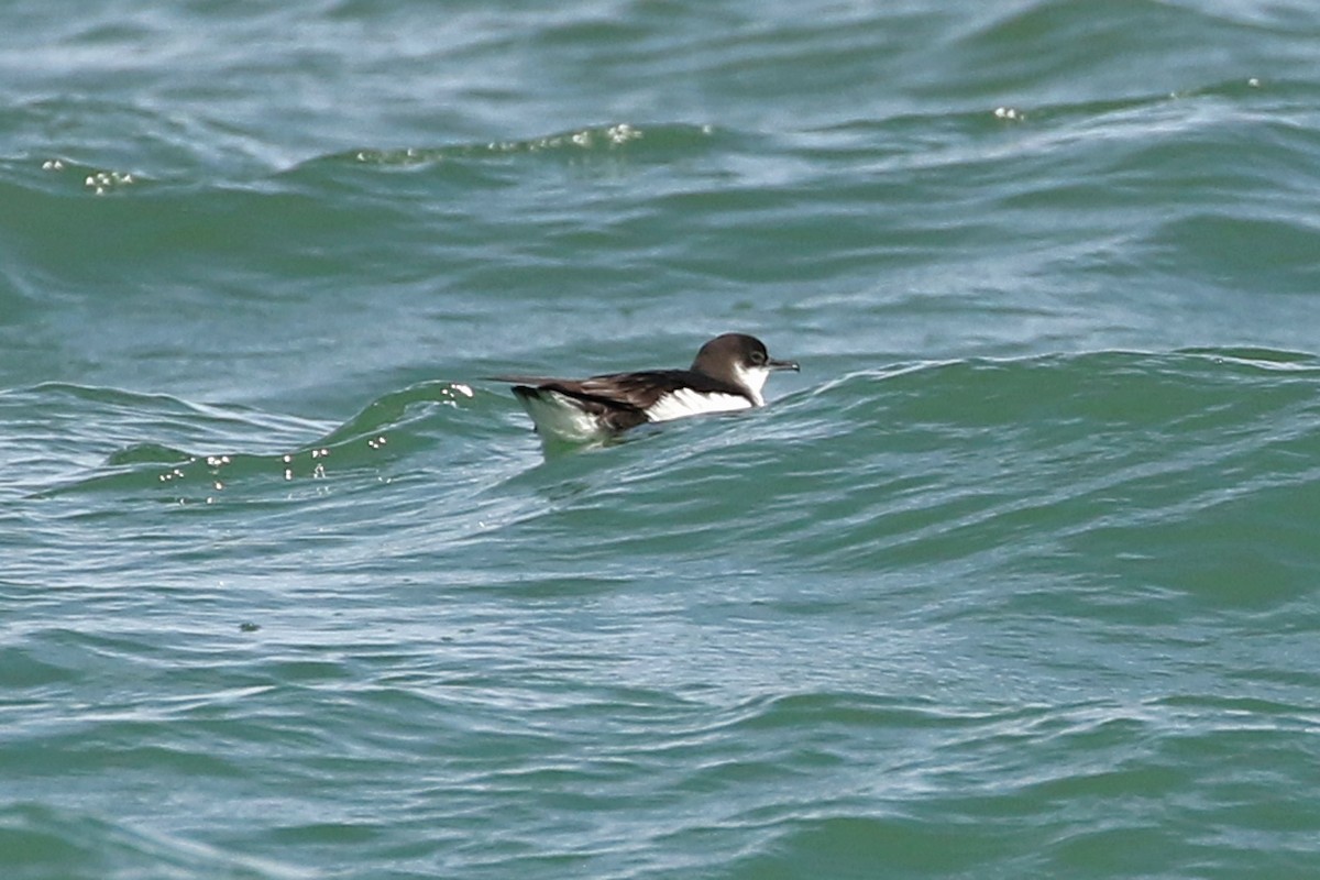 Manx Shearwater - Jeffrey Offermann