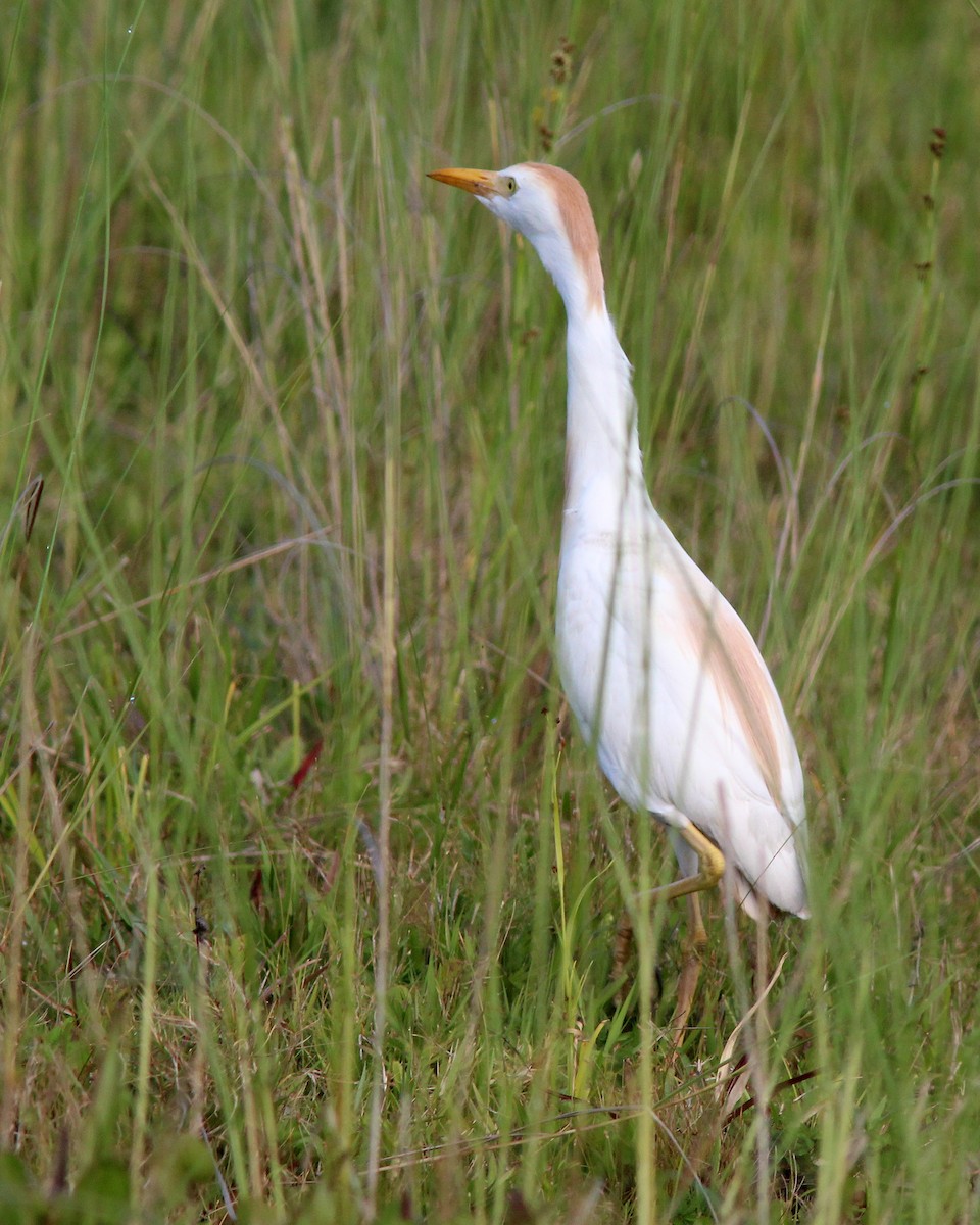 Чапля єгипетська (підвид ibis) - ML618042655